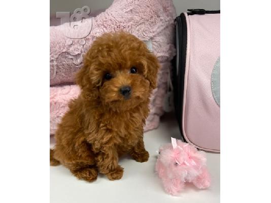 PoulaTo: Poodle apricot toy - Κανίς βερυκοκί τόι